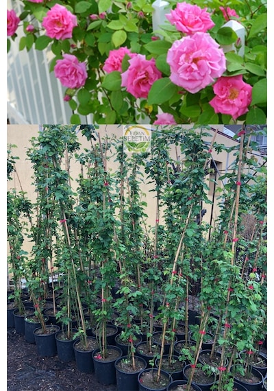 3 Yaş Pembe Renkli Isparta Sarmaşık Gül Fidanı