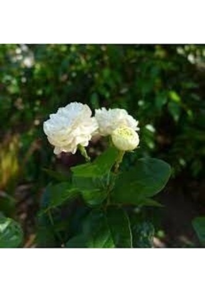 3 YAŞ SAKSIDA KOKULU KATMERLİ FULL YASEMİN ÇİÇEĞİ BOY 70-90 CM