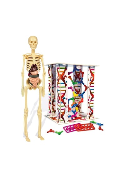 İlk Keşiflerim İnsan Anatomis 64297