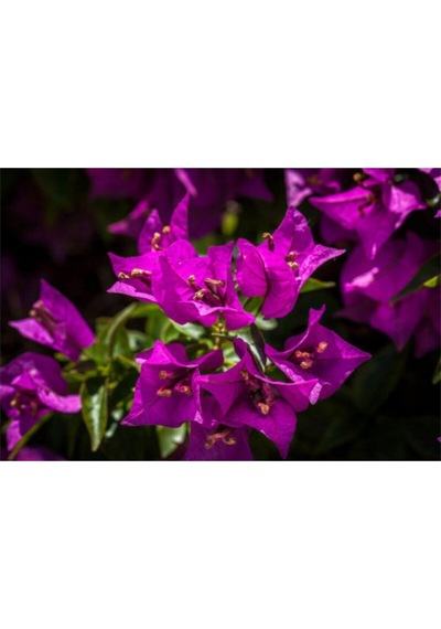 1 Adet Koyu Pembe Begonvil Çiçeği 40-50 Cm Saksılı Çiçekli Bodur Bitkiler Bougainvillea