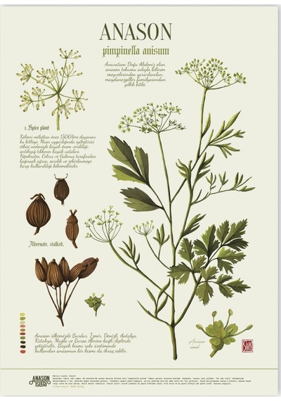 Anason İşleri Anason Botanik. Poster 50x70cm