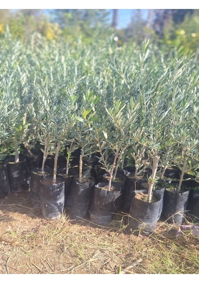 Bol Verimli Sofralık Zeytin Fidanı 10 Adet Tüplü 50-70cm Dış Mekan Ağaç