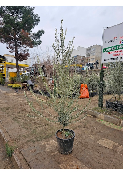 6 Yaş Bursa Gemlik Trilye Zeytin Fidanı Saksılı Büyük Boy
