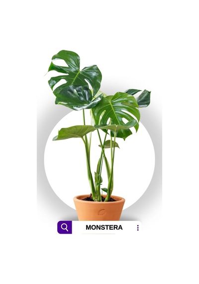 Monstera - Deve Tabanı Bitkisi 70-90 Cm