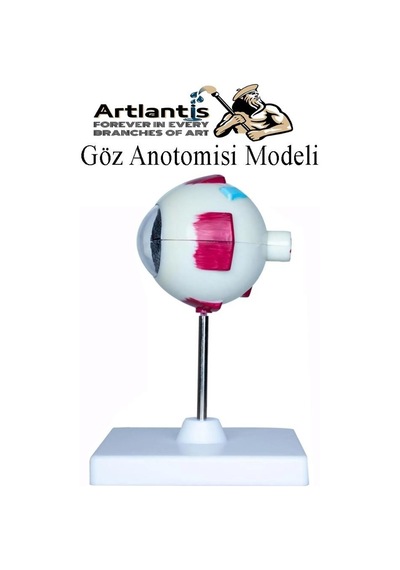 Göz Anatomisi Modeli 1 Adet İnsan Gözü Anatomik Modeli Deney Bilim