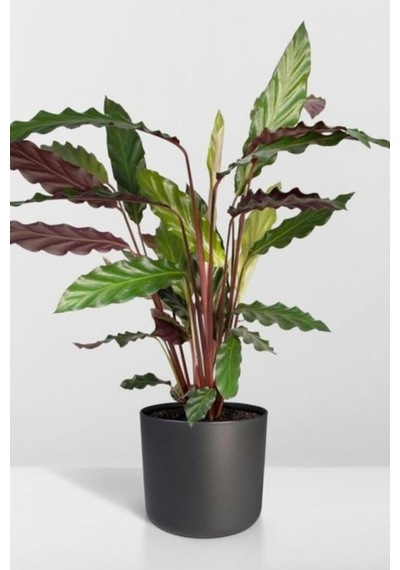 Calathea Rufibarba Wavestar - Kalatya Dua Çiçeği 10-20 Cm
