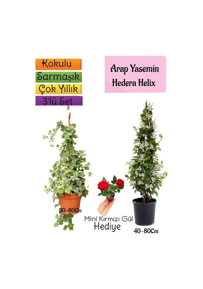 Kokulu Arap Yasemini+hedera Hex Sarmaşık+mini Gül 3'lü Bahçe Seti