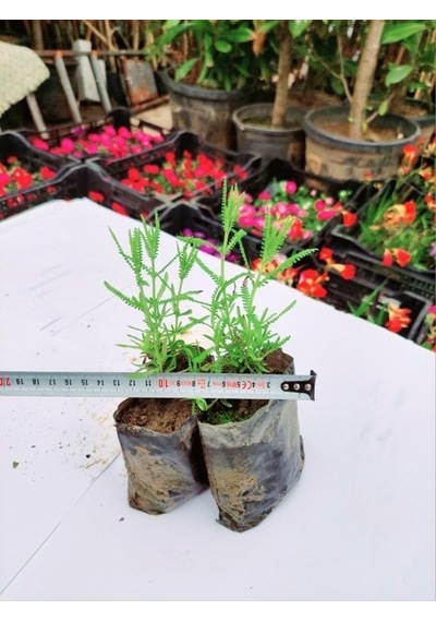 Tüplü Yoğun Kokulu Lavanta Fidanı ( 7 cm'lik Siyah Poşette)