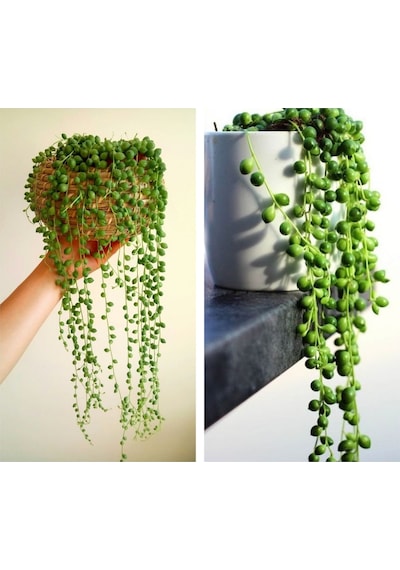 Serada Decor Plant Tespih Çiçeği İnci Tanesi Askılı Büyük Saksı Senecio Rowleyanus Teraryum Sukulent