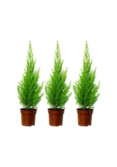 Videolu Natural Limoni Salon Çamı 30-70 Cm Tüplü 3 Adet Dış Mekan Ağaçları Norfolk İsland Pine