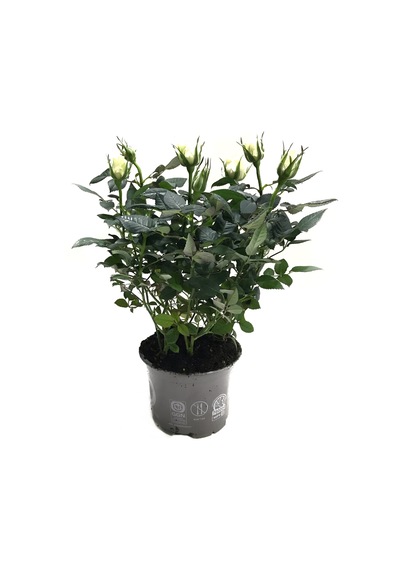 Rosa 'white' Beyaz Gül