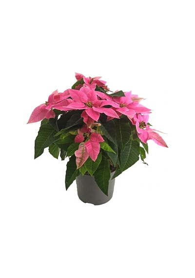 Ponsetya Koyu Pembe - Atatürk Çiçeği (12 Cm Saksıda)
