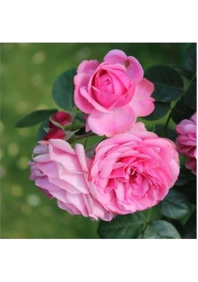Pembe Reçellik Isparta Gülü Fidanı 40-50 Cm