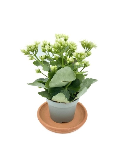 Kalanchoe Çiçeği Fidanı Beyaz 10-20 Cm