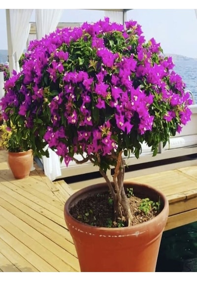 Canlı Mor Renli 1 Adet Bodur Begonvil Bitkisi 15-30cm Saksılı Bougainvillea Seedling