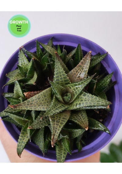 Haworthia Venosa 1 Adet