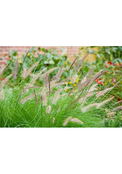 Pennisetum Çalısı 10'lu Set
