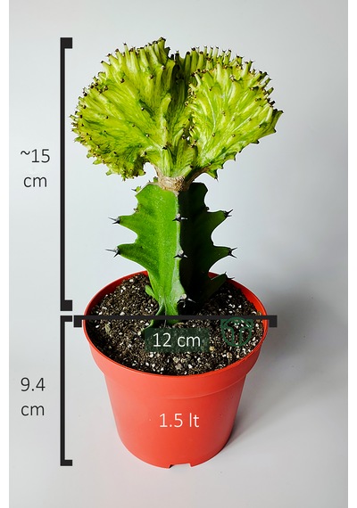 Koleksiyon Kaktüs Euphorbia Cristata Variegata Nadir Geçişli 12 Cm Saksıda 15-20 Cm