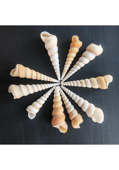 Tr Deniz Kabukları :krem Minare / 10 Adet / 5-10 Cm Diğer