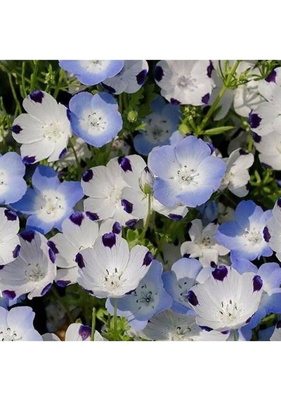 10 Adet Natural Flower Baby Eyes Mix Tohumu