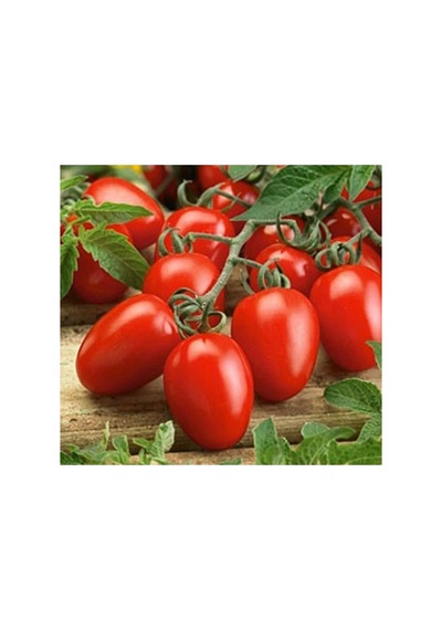 Salçalık Domates Tohumu - 3 Gram