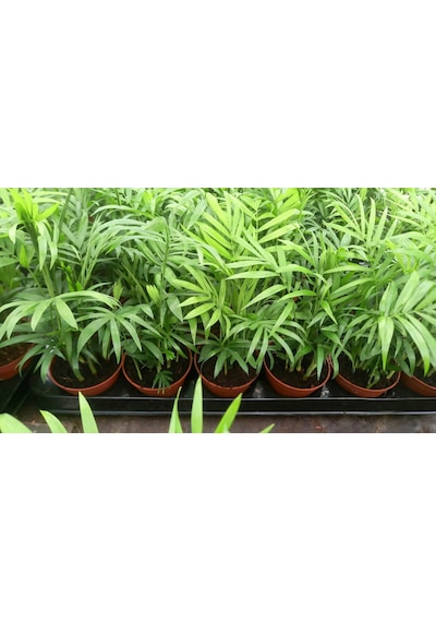 AREKA PALMİYESİ 3 ADET 20-25 cm - HEDİYELİK SALON OFİS BİTKİSİ