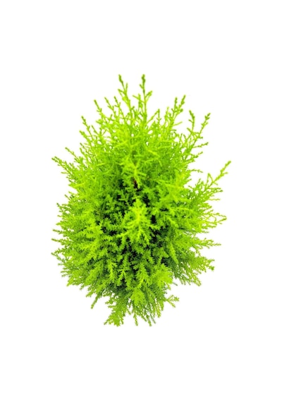 Videolu Limoni Servi Altın Gerçek Çam 1 Adet Saksılı/ Tüplü 30-50 Cm Lemon Cypress