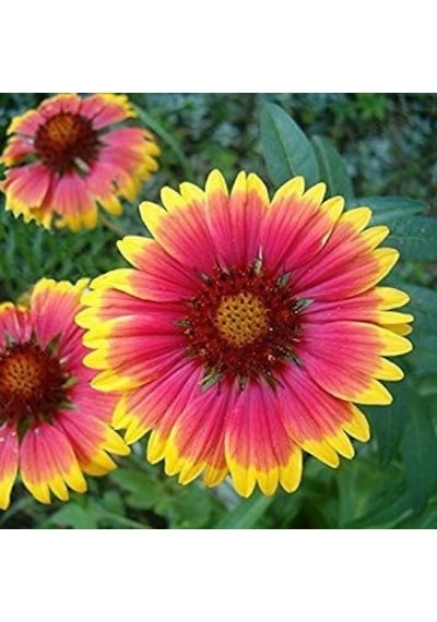 Gayret Çiçeği 10 Adet 'Gaillardia Grandiflora'