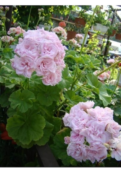 Pembe Beyaz Ceylan Gözü Sardunya Fidanı 10-20 Cm