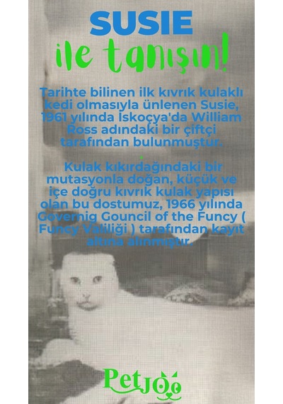 Petjoo 3.Susie Yeşil-Mavi Qr'lı Kedi Künyesi