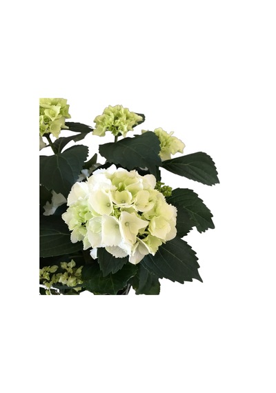 Hydrangea Macrophylla White (Beyaz Ortanca) Ø17 CM 35-40 CM