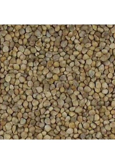 Geniş Yaprak Ispanak Tohumu 1 KG 1000 GR