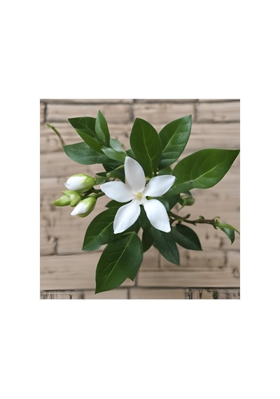 Rhyncospermum Jasminoides Star Arap Yasemini Fidanı 10-20 Cm
