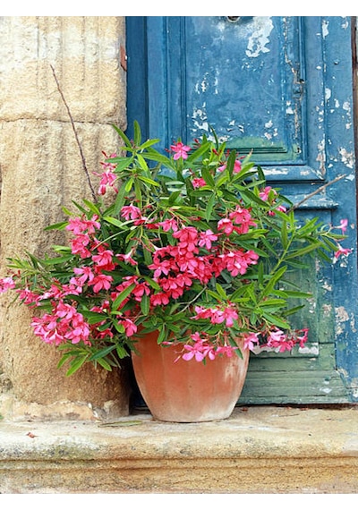 Videolu Pembe Zakkum Çiçeği 50 70 Cm 1 Adet Saksılı Çiçekli Bahçe / Balkon Bitkisi Nerium Oleander