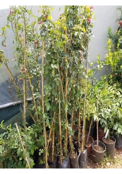 Videolu 1 Adet Pembe Beyaz Gül Fidanı 40-80cm Saksılı Rose Sapling
