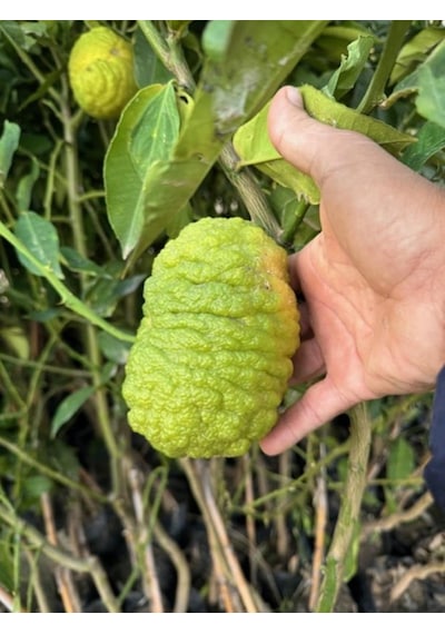 Tüplü 4 Yaş Bergamot Limon Cıtrus Bergamia Fidanı Boy 150-200cm