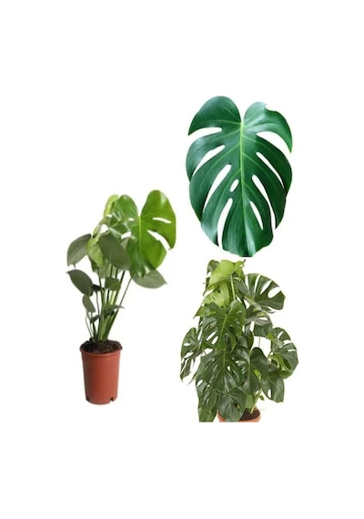 Videolu 1 Adet Bol Dallı Deve Tabanı Çiçeği 50-70 Cm Saksılı Çiçekli Bodur Bitkiler Monstera