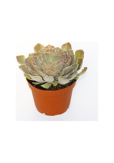 Echeveria - Büyük Boy Sukulent