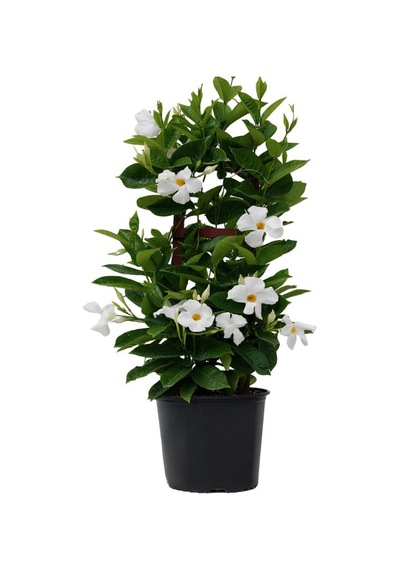 Beyaz Çiçekli Sandavilla Mandevilla Sarmaşık 30 60 Cm Dış Mekan Saksılı Bitki