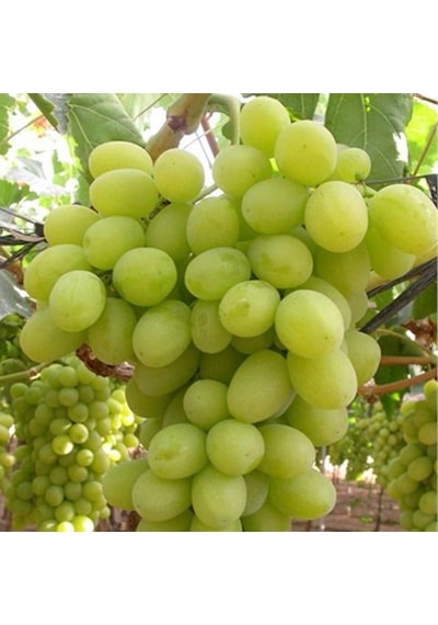 Tüplü Superior Seedless Çekirdeksiz Üzüm Asma-Bağ Fidanı
