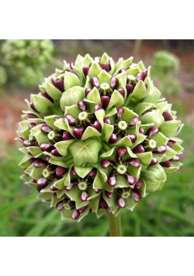 10 Adet Antelope Horn Milkweed Tohumu