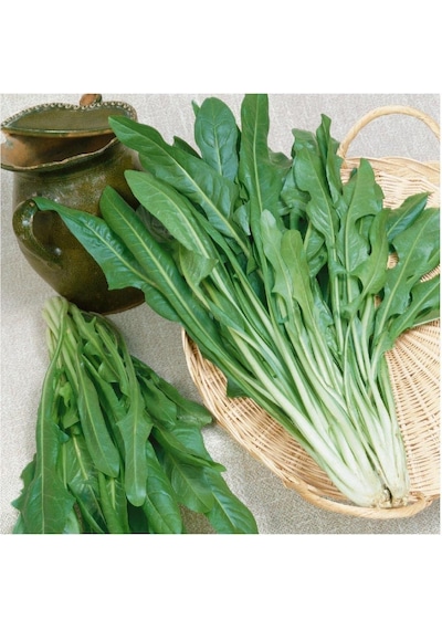 Endive Catalogna Emerald Tohumu 100 Tohum