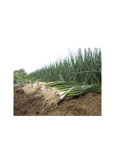 Zümrüt Soğan Tohumu - 10 Gr