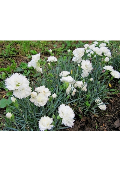 Yoğun Kokulu Beyaz Karanfil Çiçeği 1 Adet Saksılı 40-60cm Dianthus Caryophyllus