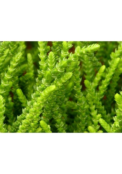 Prenses Çamı - Crassula Muscosa 50 Adet