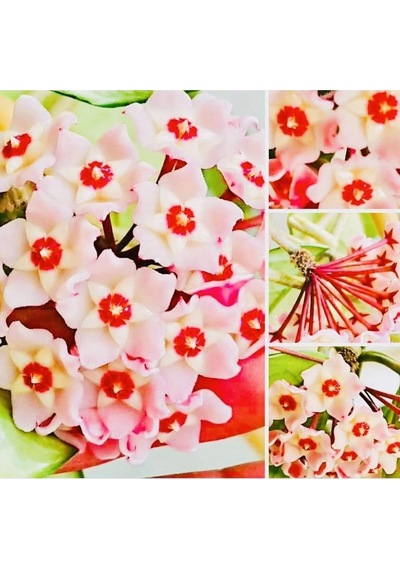 Hoya Pink 20-30 Cm Kokulu Mum Çiçeği Bitkisi Koleksiyon Serisi