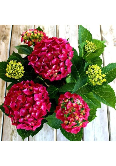 2 Adet Kırmızı Çiçekli Ortanca Fidanı 30-55 Cm Tüplü Çiçekli Bodur Bitkiler Red Hydrangea