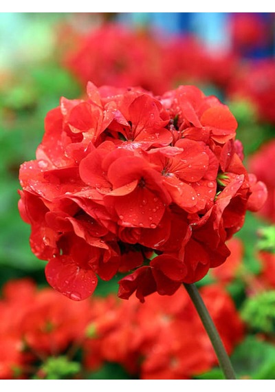 Videolu Canlı Kırmızı Premium 1 Adet Sardunya Çiçeği 15-40cm Saksılı Geranium
