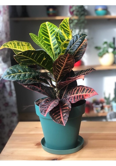 Kraton - Croton - Codiaeum 5577