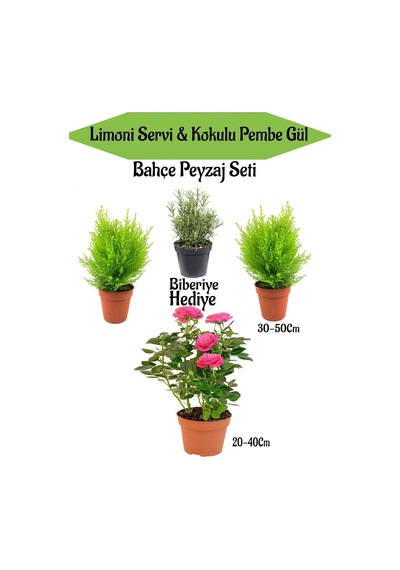 Bahçe Peyzaj Seti 2 Adet Limoni Servi Fidanı+1 Adet Pembe Gül+ Hediye Biberiye